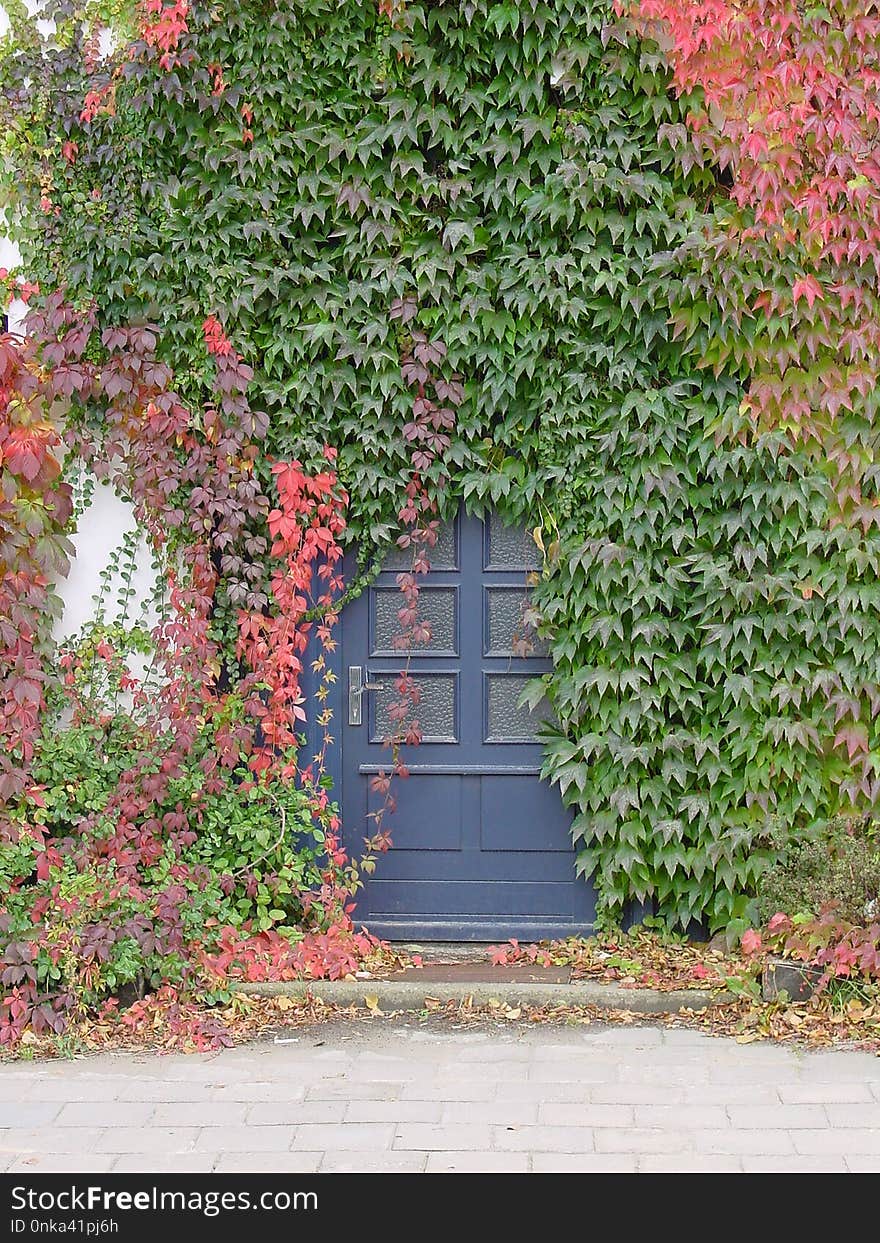 Leaf, Wall, Tree, Garden