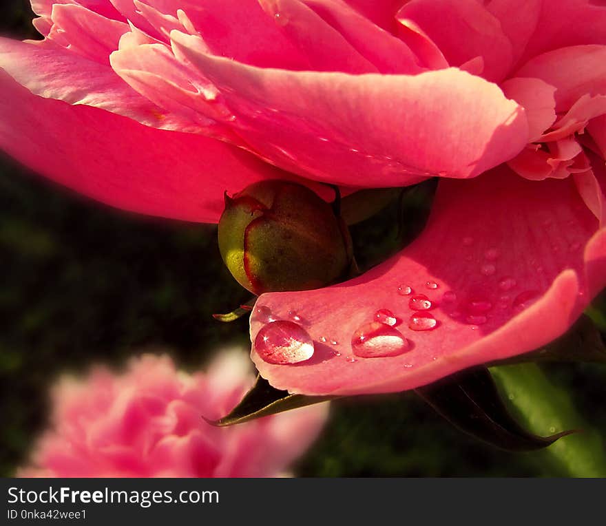 Flower, Pink, Petal, Close Up