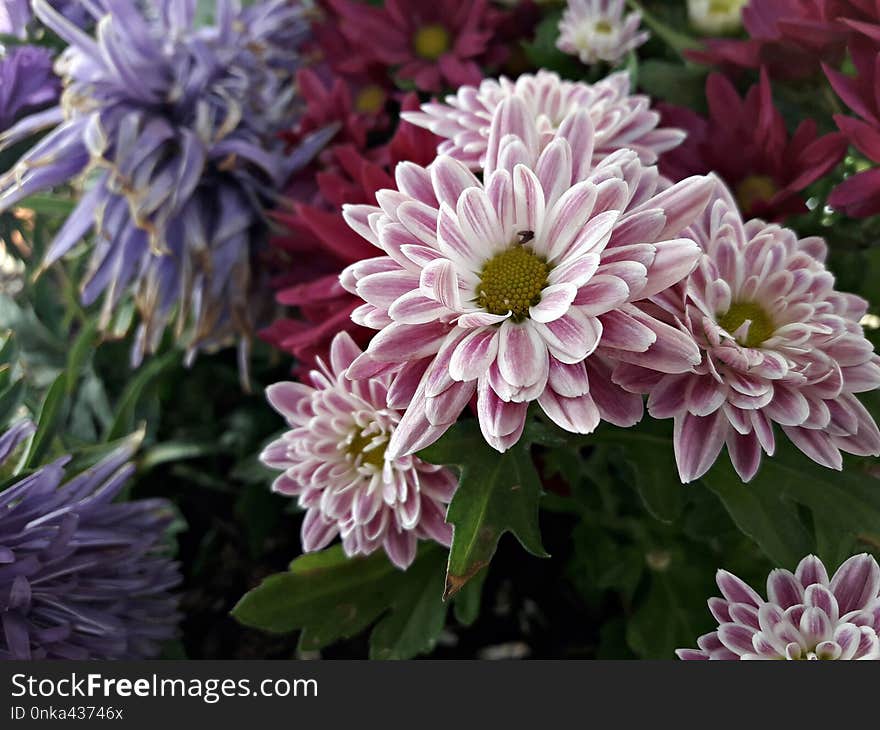 Flower, Plant, Purple, Aster