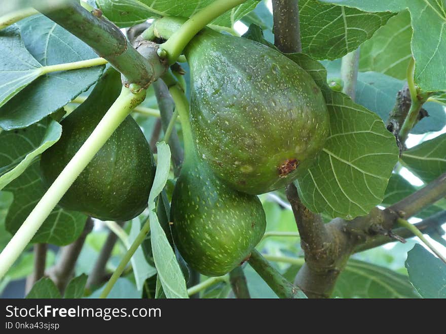 Fruit Tree, Fruit, Common Fig, Plant