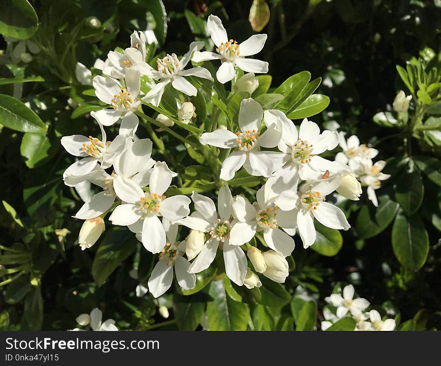 Plant, Flower, Flowering Plant, Subshrub