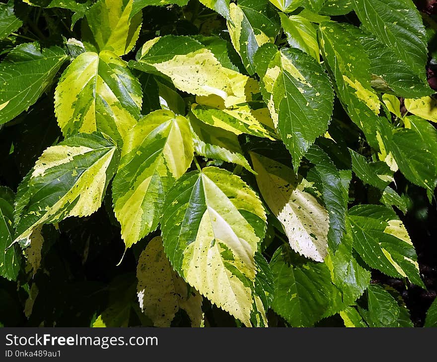 Leaf, Plant, Vegetation, Tree