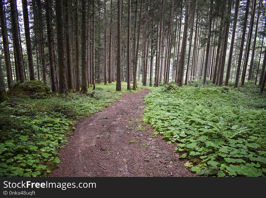 Woodland, Path, Ecosystem, Vegetation