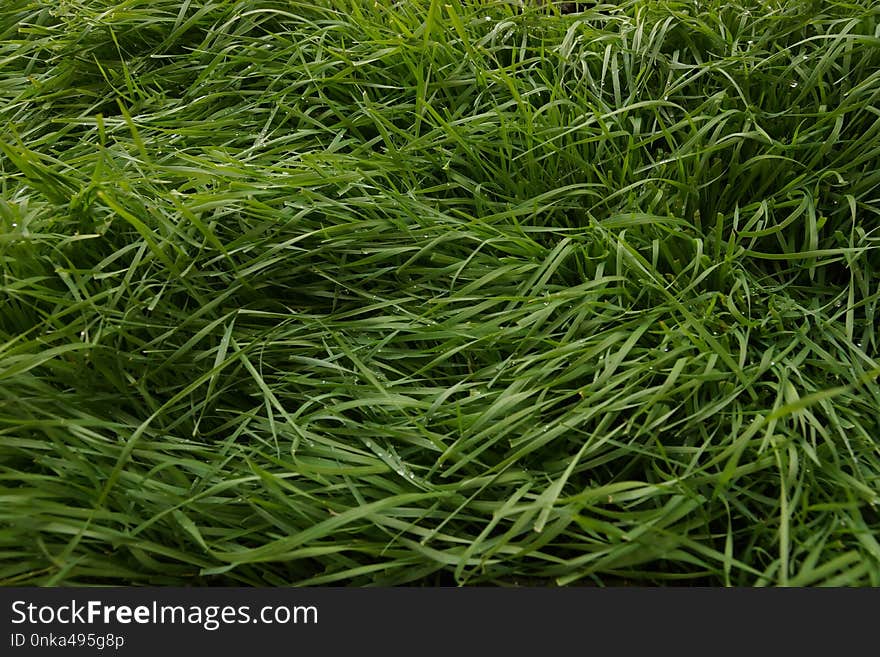 Grass, Plant, Grass Family, Sweet Grass