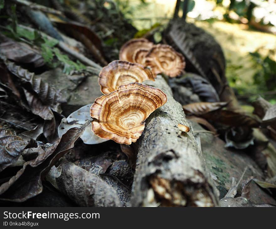 Fungus, Edible Mushroom, Mushroom, Agaricomycetes