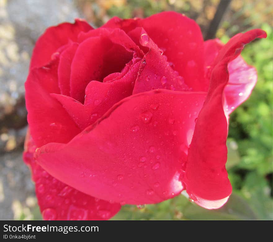 Rose, Flower, Rose Family, Floribunda