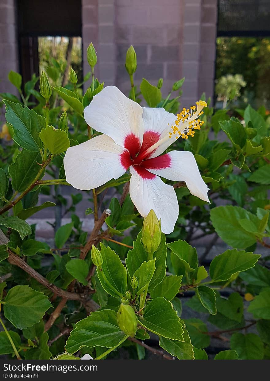 Flower, Plant, Flora, Flowering Plant