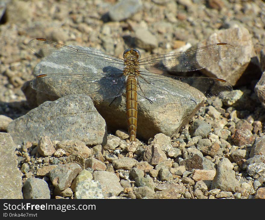 Insect, Invertebrate, Fauna, Dragonfly