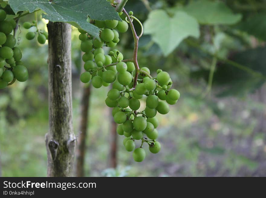 Grape, Grapevine Family, Seedless Fruit, Fruit