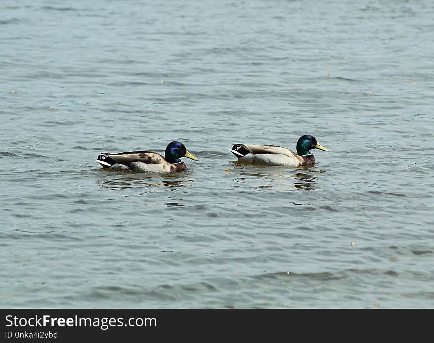 Duck, Bird, Mallard, Water Bird