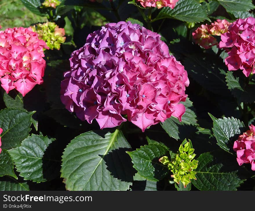 Flower, Plant, Flowering Plant, Hydrangea