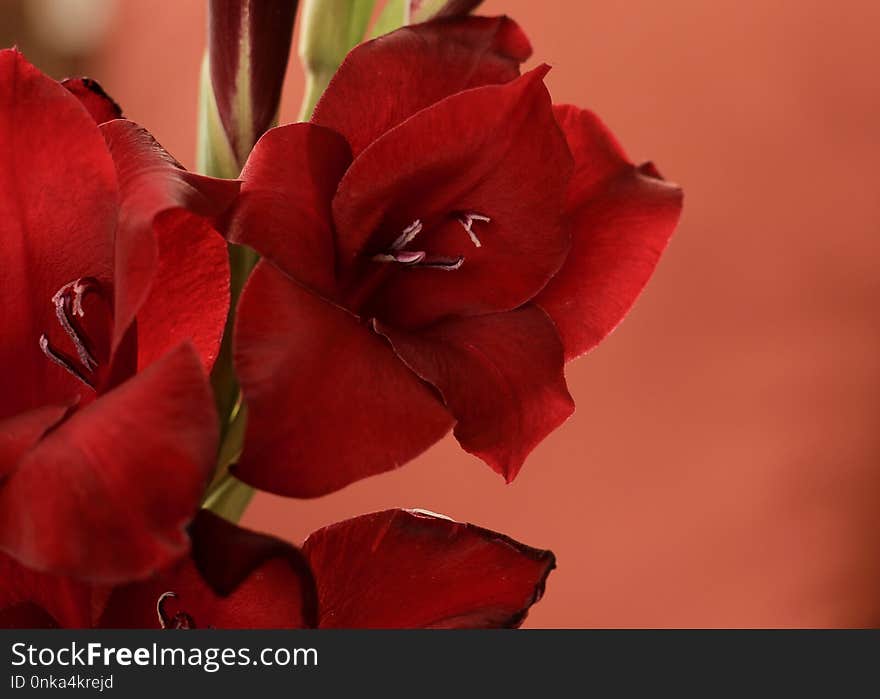 Flower, Red, Flowering Plant, Petal