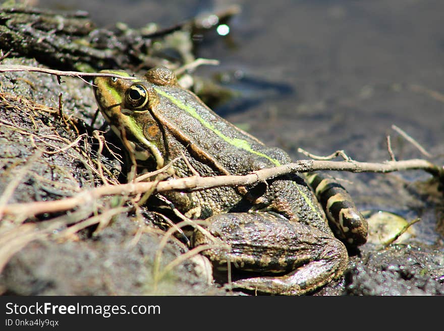 Amphibian, Ranidae, Frog, Toad