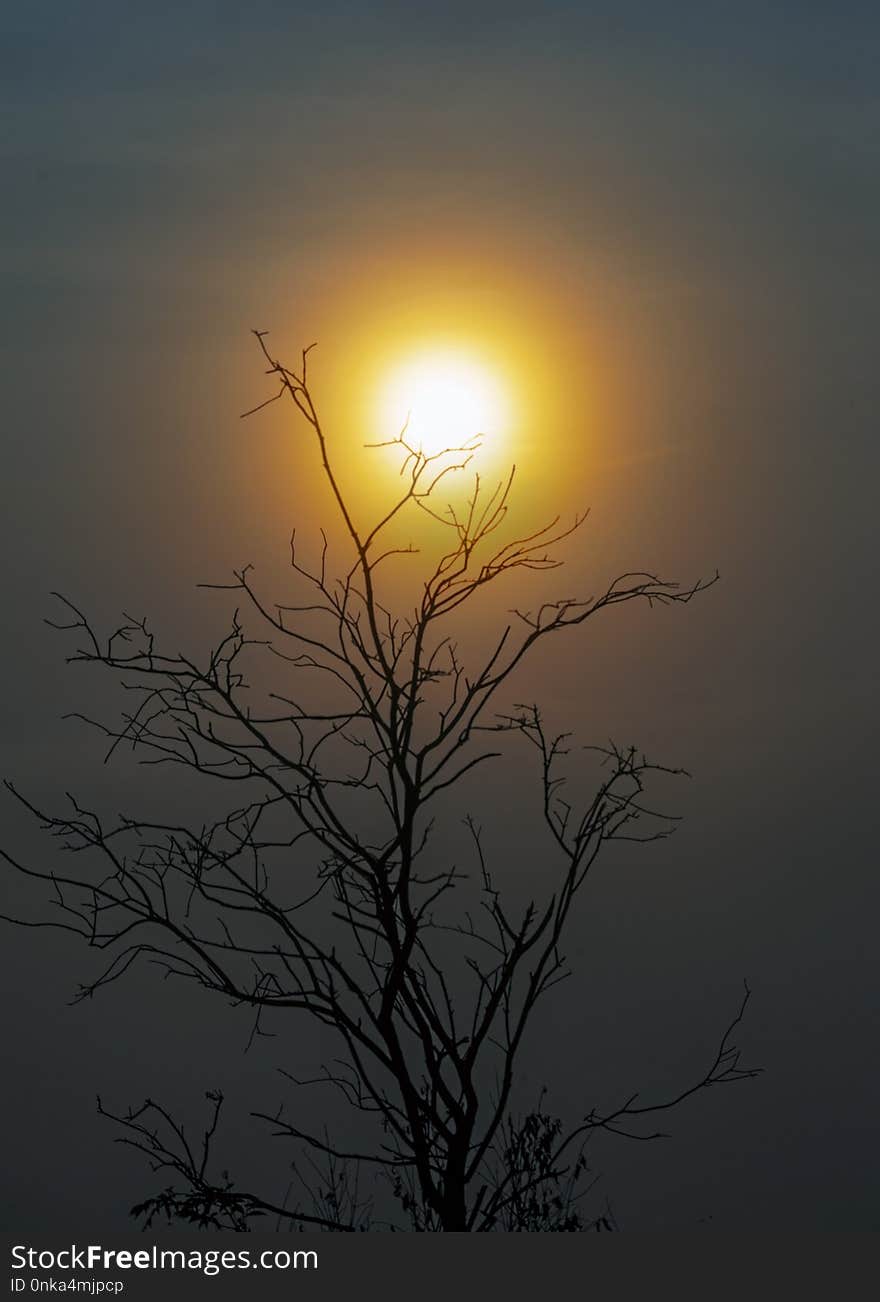 Sky, Sun, Tree, Sunrise