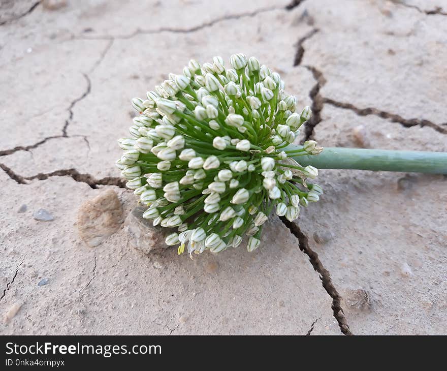 Plant, Flower, Flora, Spring