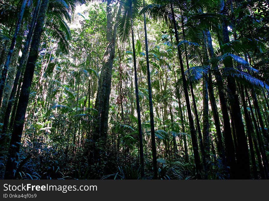 Vegetation, Forest, Ecosystem, Nature