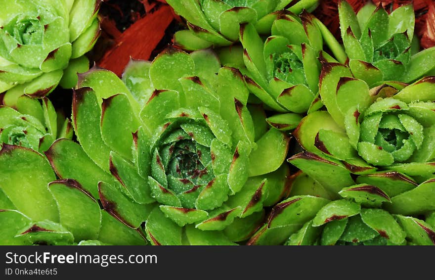 Plant, Vegetation, Leaf, Flora