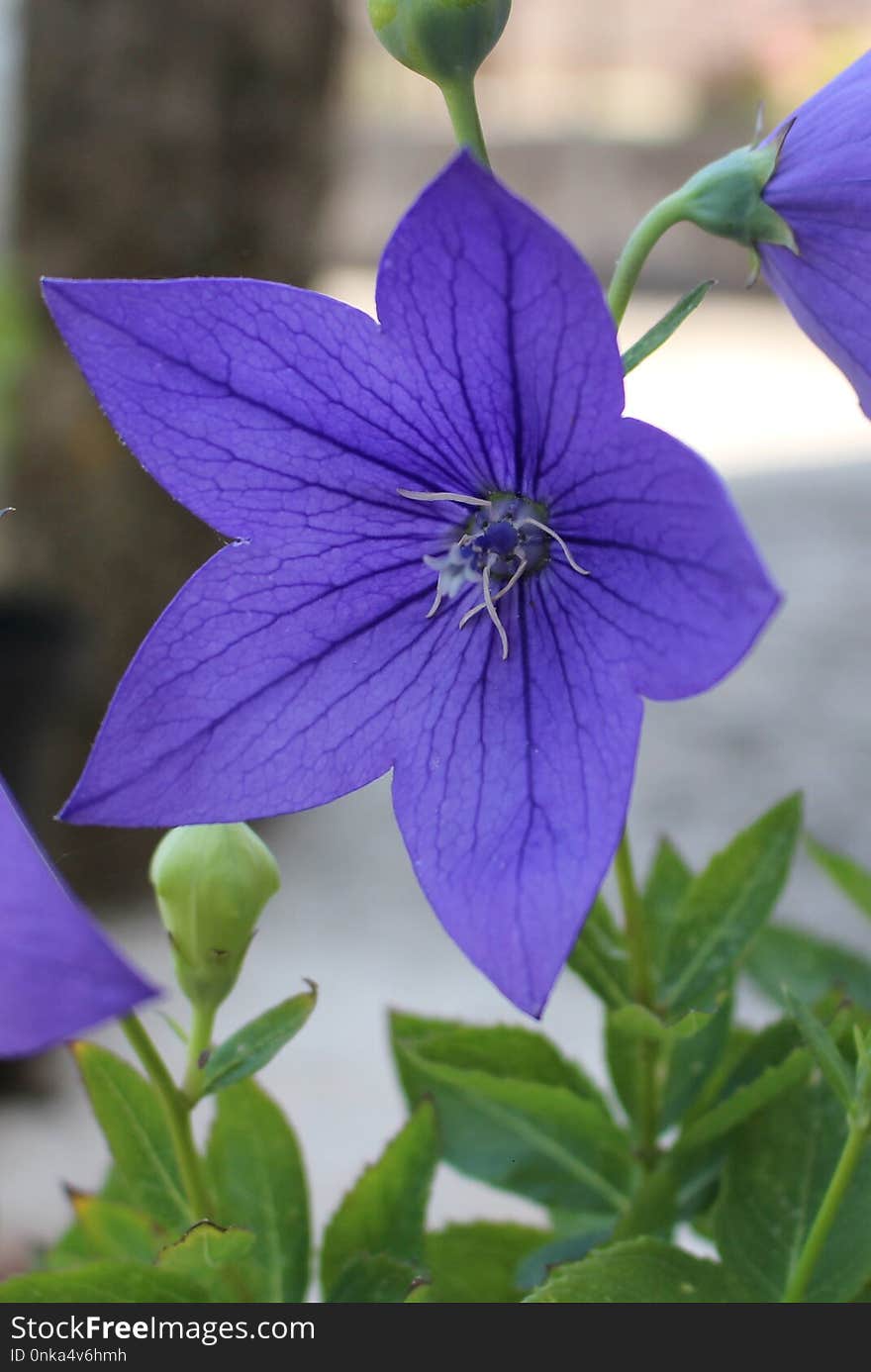 Flower, Blue, Flora, Plant