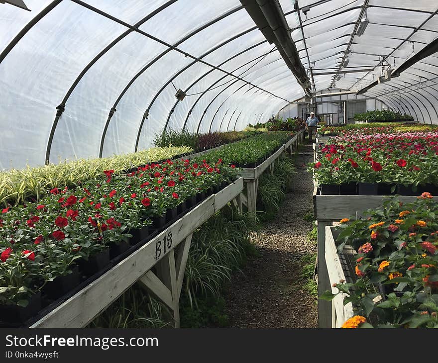 Greenhouse, Plant, Flower, Outdoor Structure