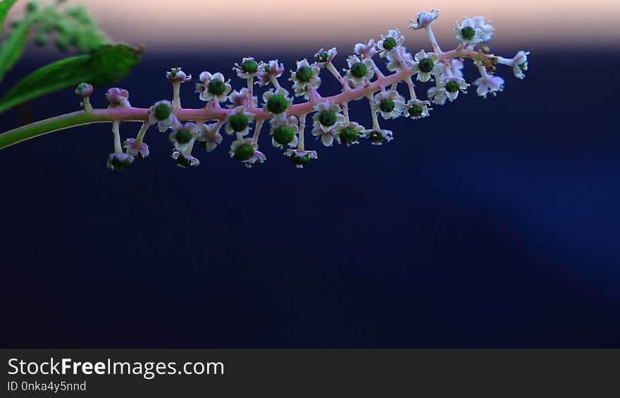 Violet, Lavender, Water, Flower