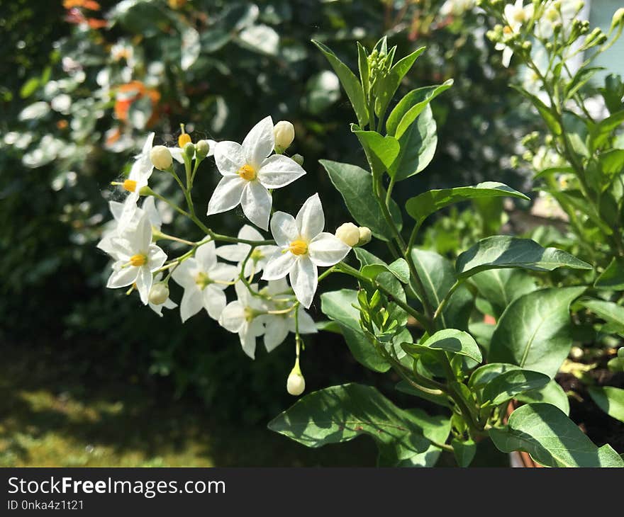 Plant, Flower, Flora, Spring