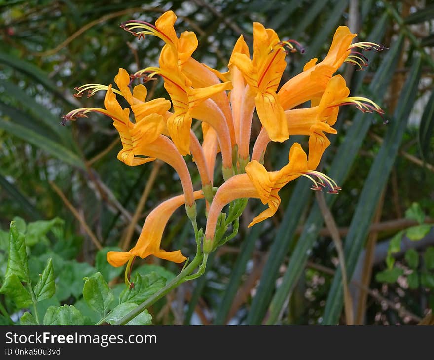 Plant, Flora, Flower, Crocosmia Crocosmiiflora