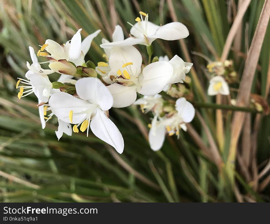 Flower, White, Flora, Plant