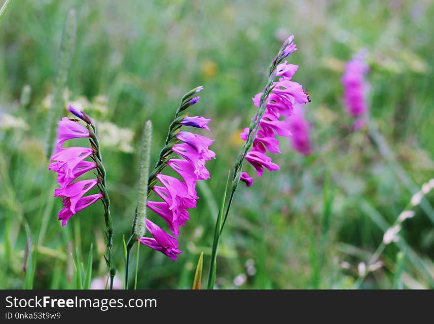 Flower, Plant, Flora, Gladiolus