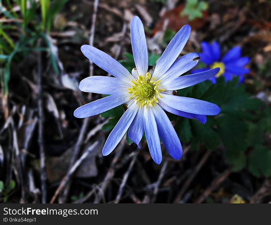 Flower, Flora, Plant, Wildflower