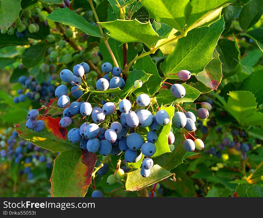 Plant, Bilberry, Blueberry, Huckleberry