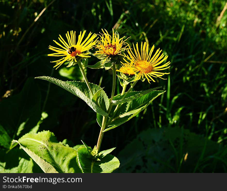 Flower, Plant, Daisy Family, Golden Samphire