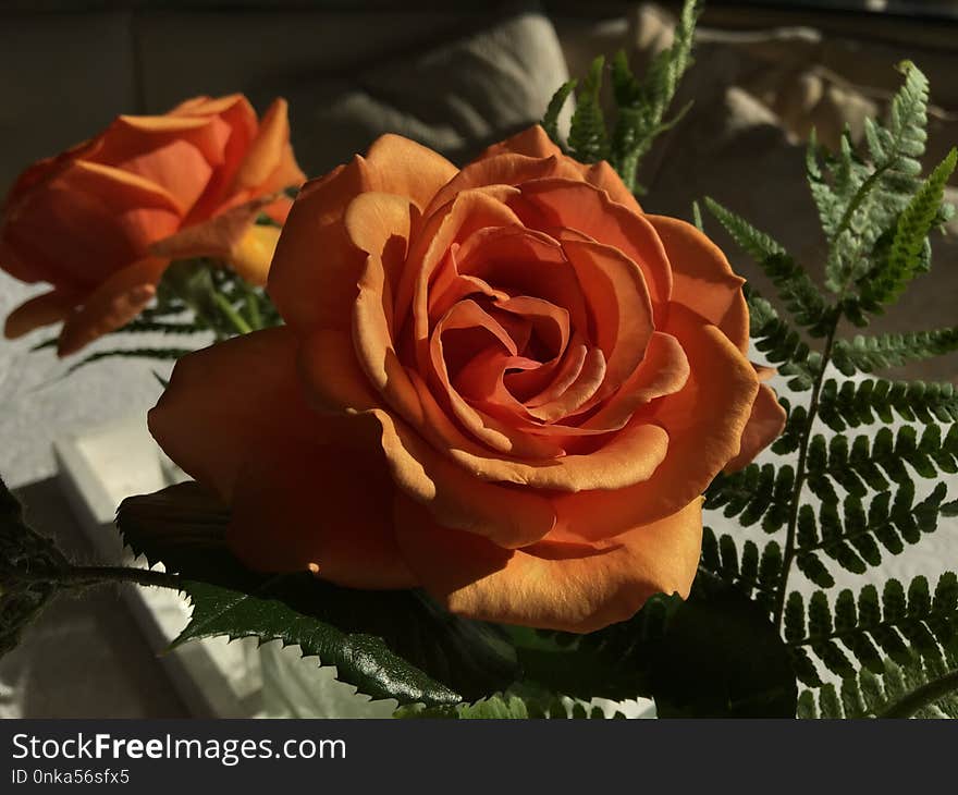 Rose, Flower, Rose Family, Garden Roses