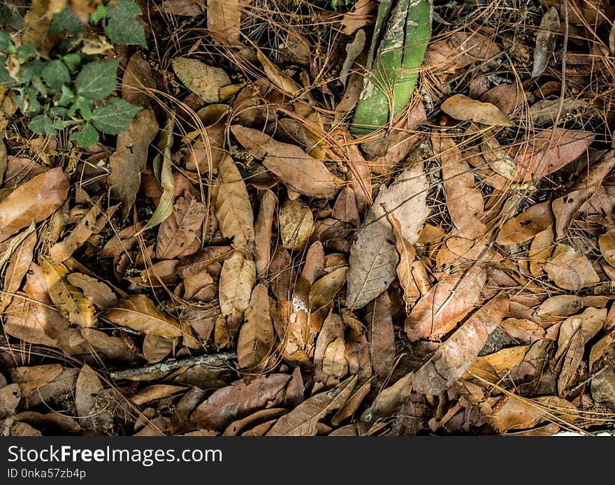 Leaf, Soil, Deciduous, Plant