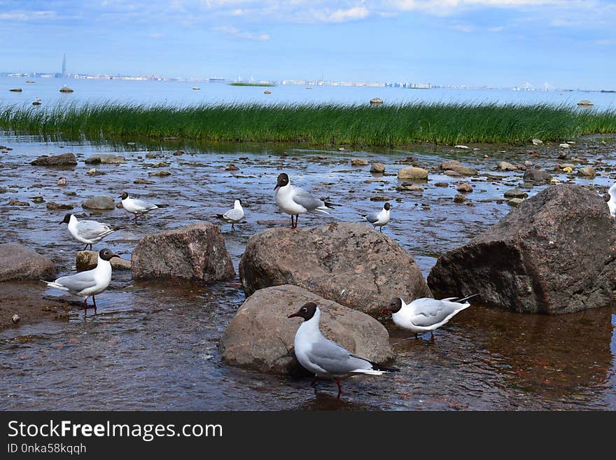 Bird, Seabird, Water, Fauna