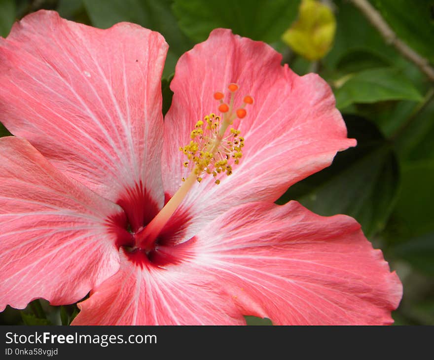 Flower, Pink, Hibiscus, Plant