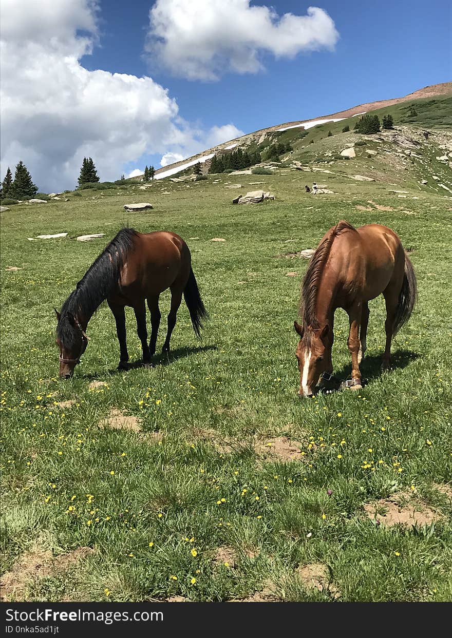 Horse, Grassland, Pasture, Grazing