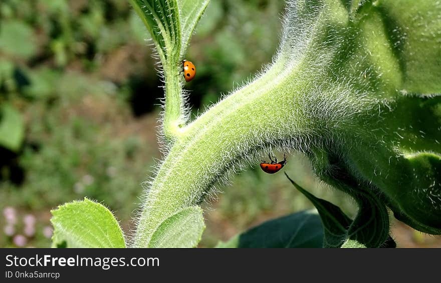 Plant, Flora, Leaf, Plant Stem