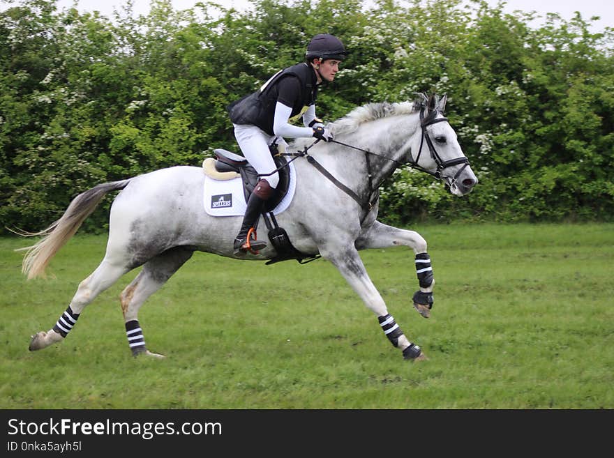 Horse, English Riding, Eventing, Equestrianism