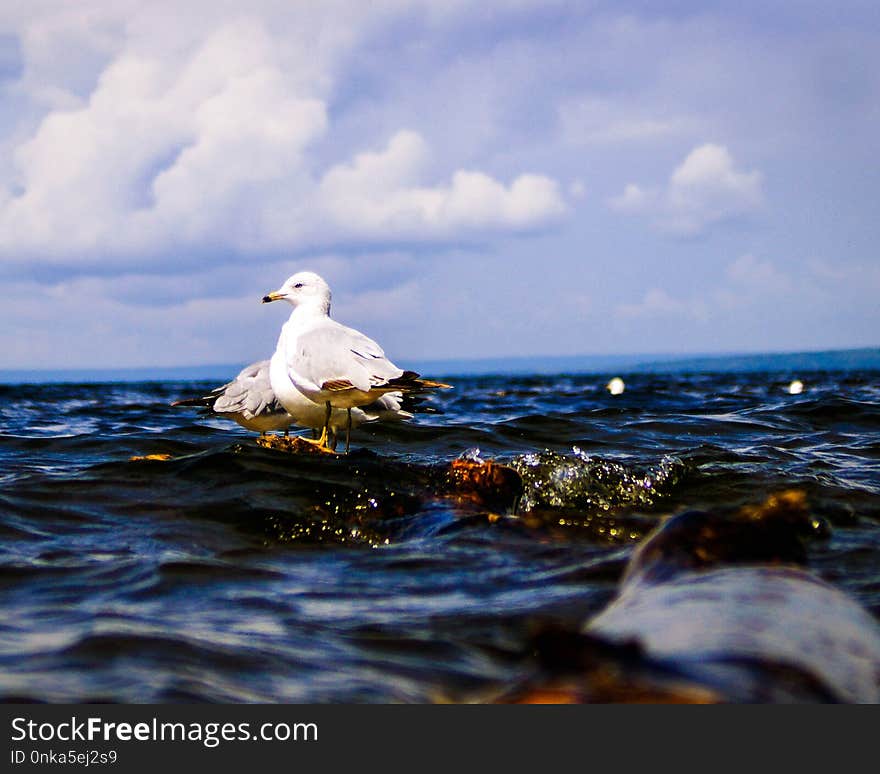 Bird, Seabird, Sea, Water