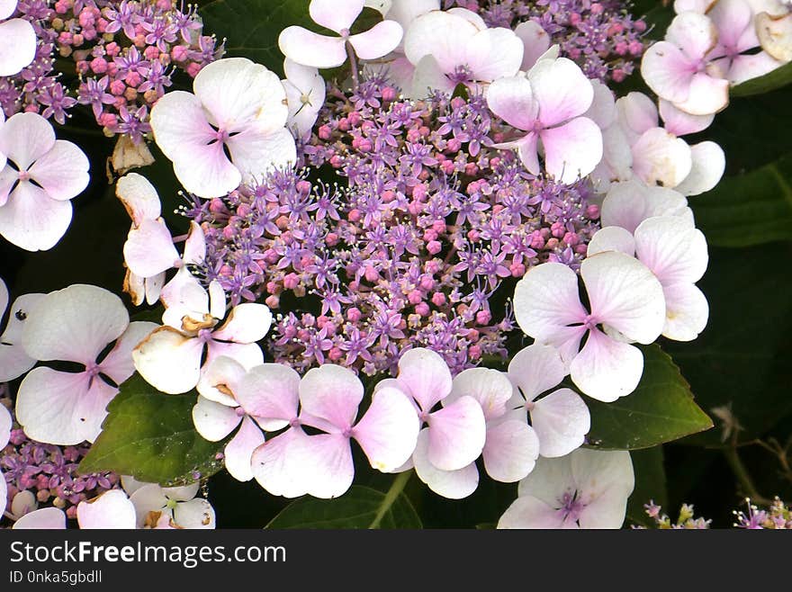 Flower, Plant, Flowering Plant, Hydrangea