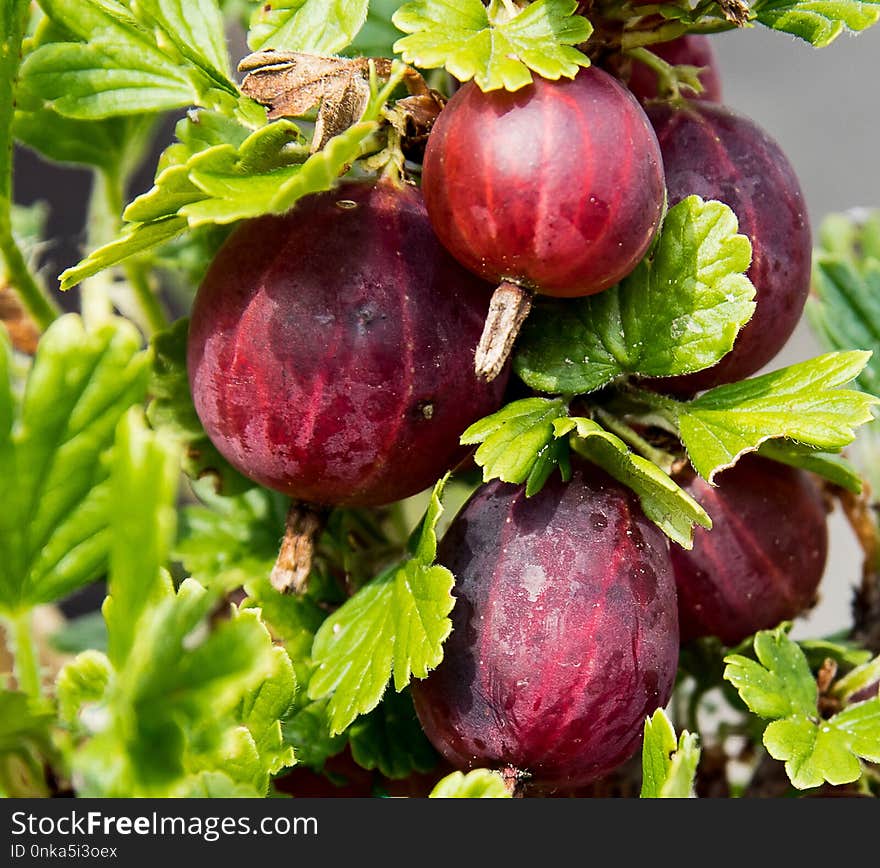 Natural Foods, Gooseberry, Fruit, Local Food