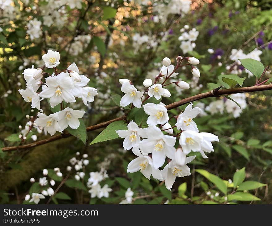 Plant, Flower, Flora, Flowering Plant