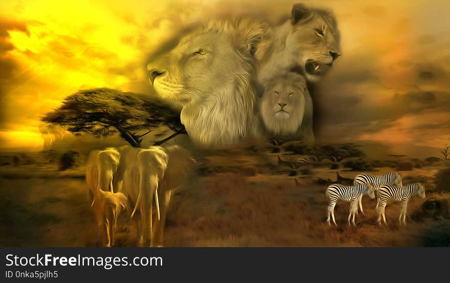 Wildlife, Lion, Mammal, Fauna