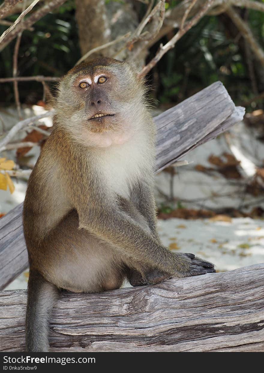 Macaque, Mammal, Fauna, Primate