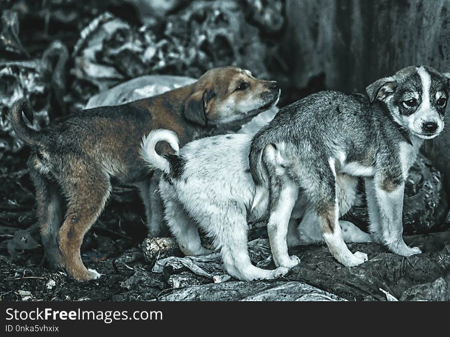 Dog Breed Group, Street Dog, Dog Like Mammal, Dog