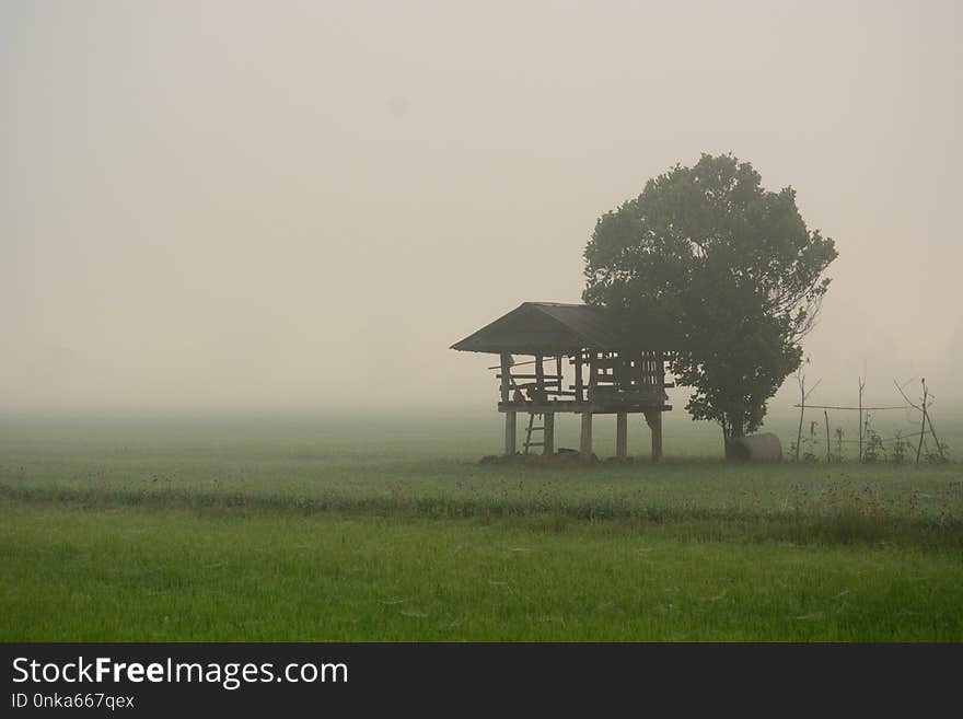 Fog, Mist, Field, Grassland