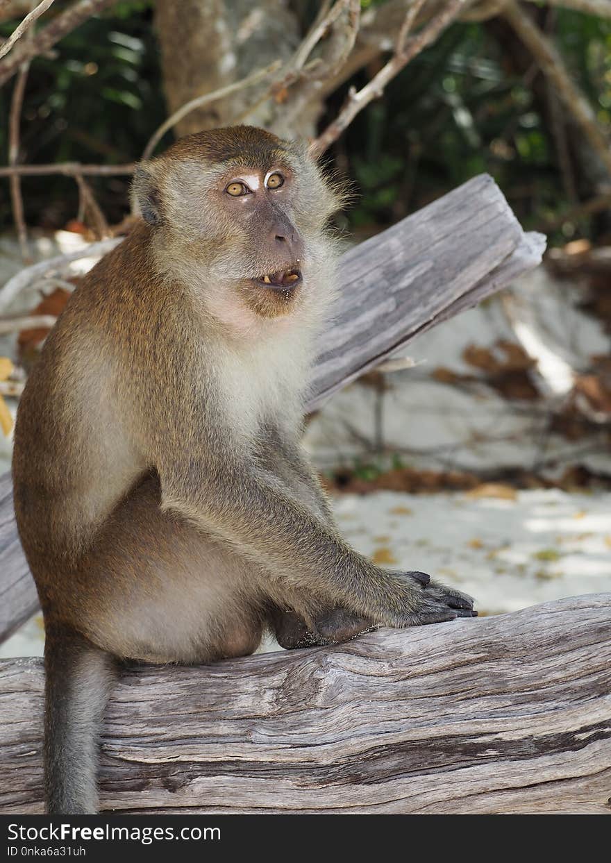 Macaque, Mammal, Fauna, Primate