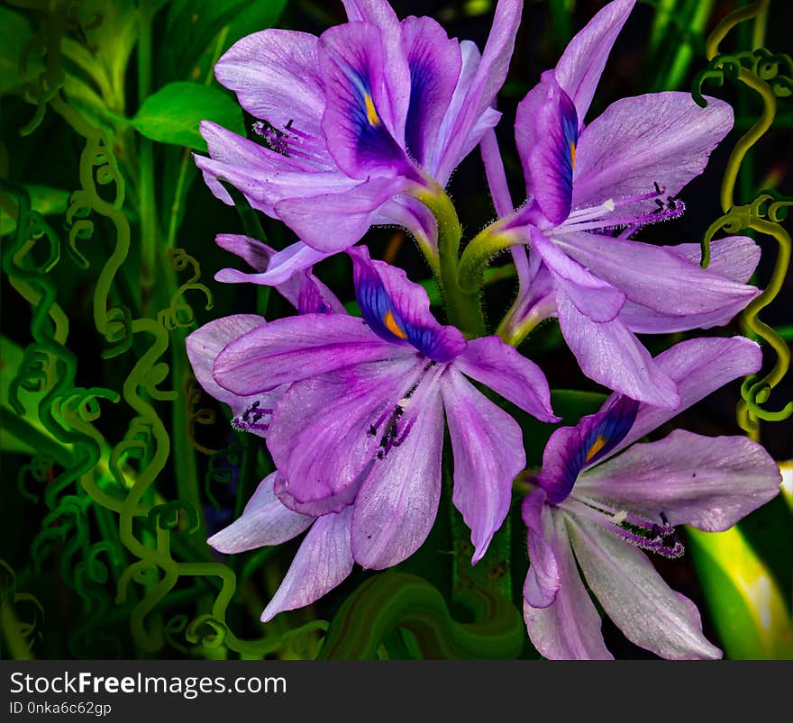 Flower, Plant, Flora, Purple