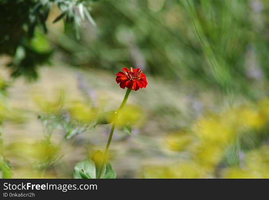 Flower, Flora, Vegetation, Wildflower