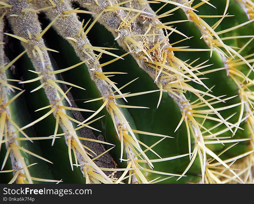 Plant, Cactus, Thorns Spines And Prickles, Vegetation